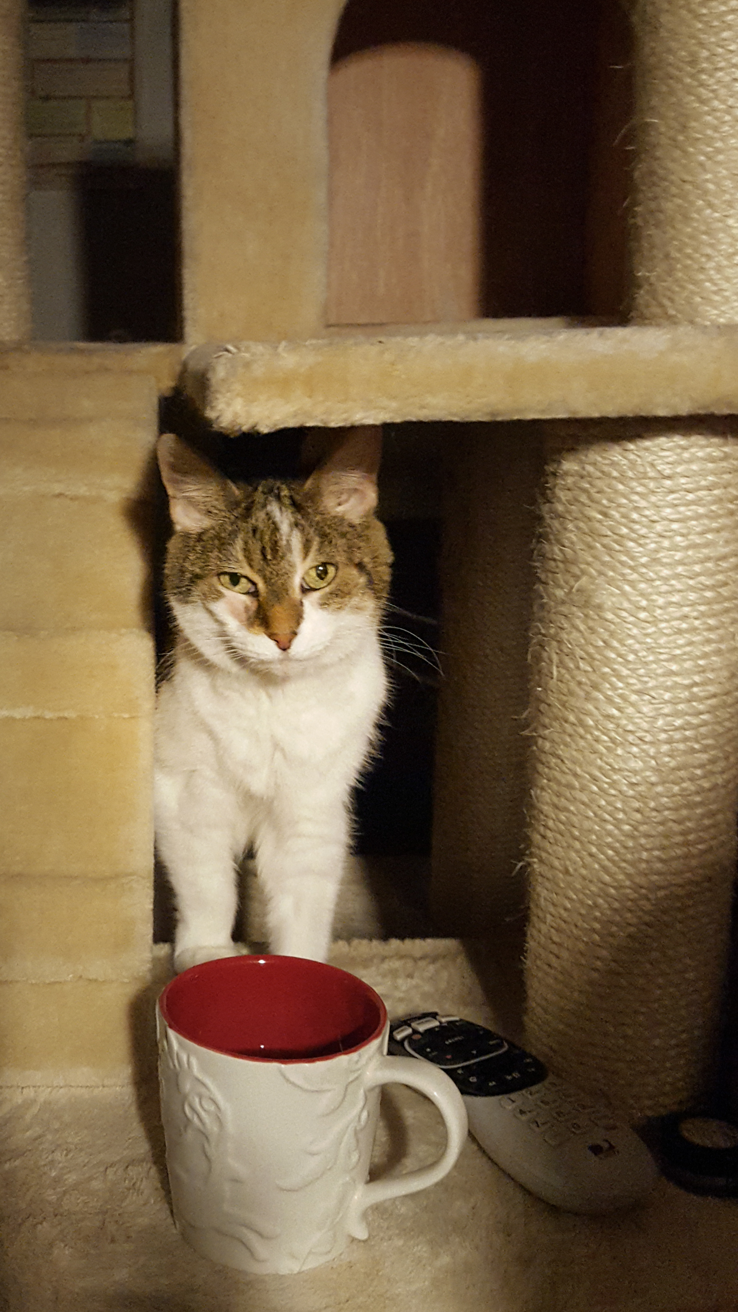 A small white cat with brown spots on a cat tower sniffing a mug of tea