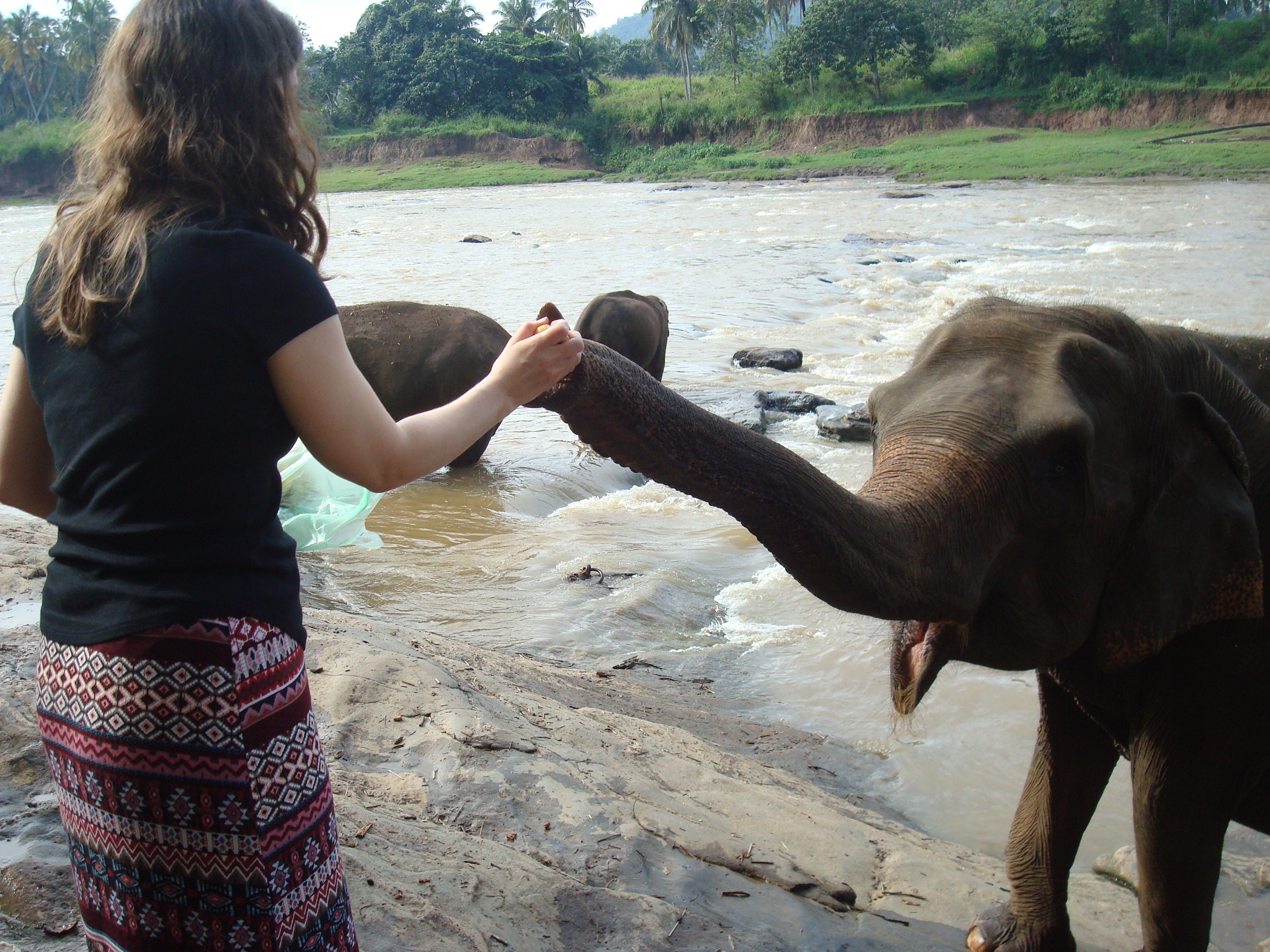 author Tamara feeding an elephant