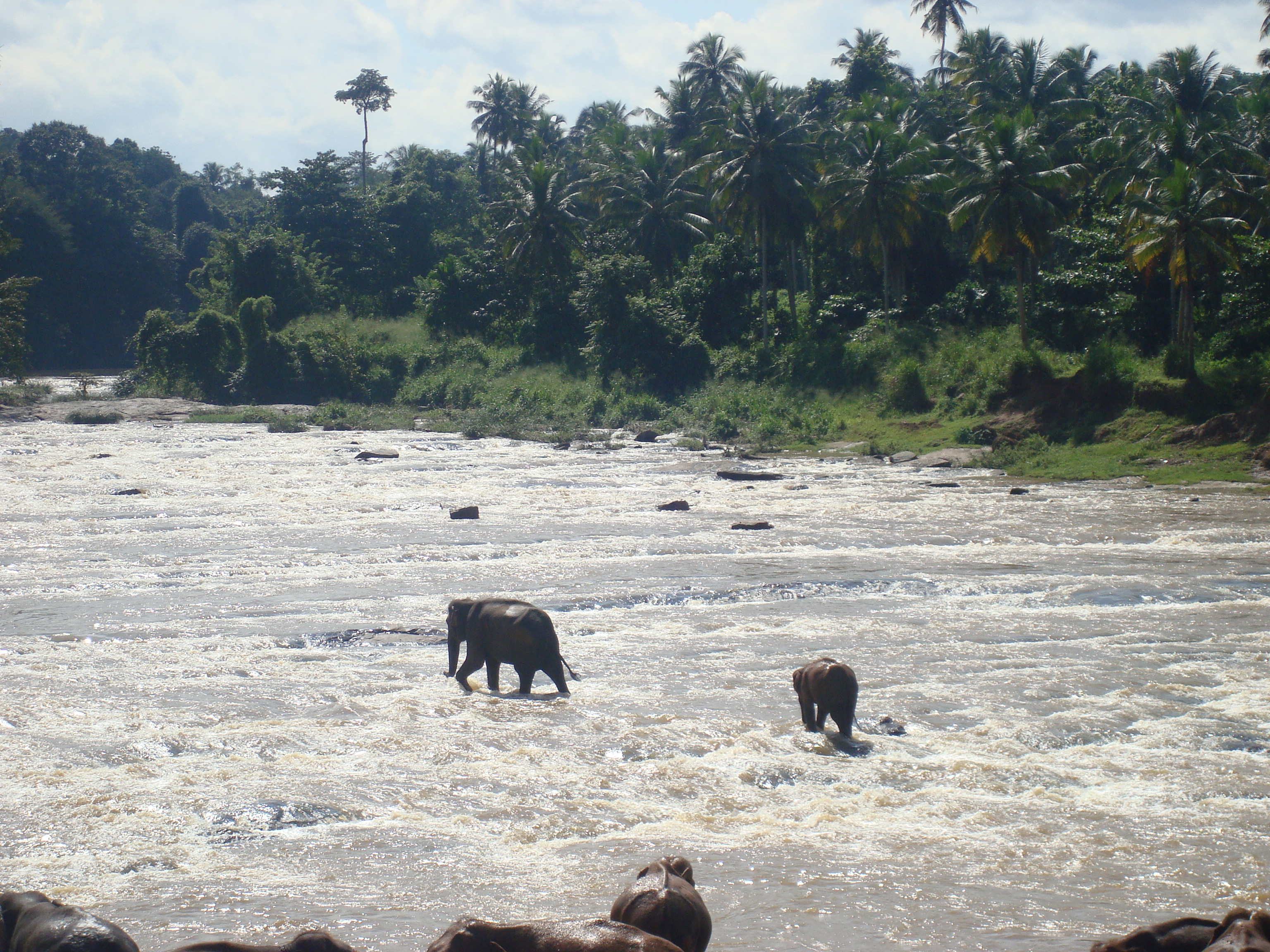 Elephants in the river in Sri Lanka