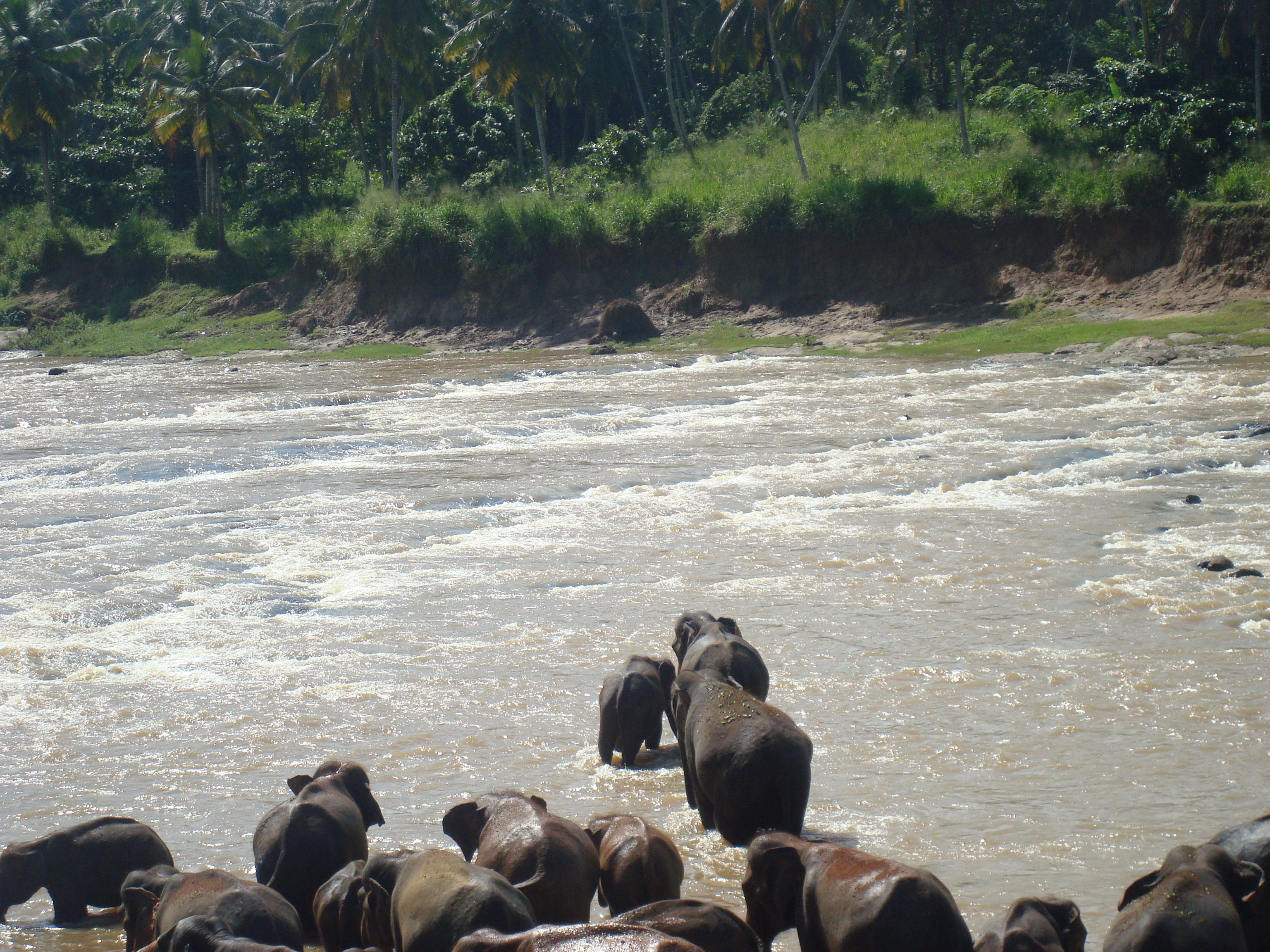 Elephants walking into the river for bathing