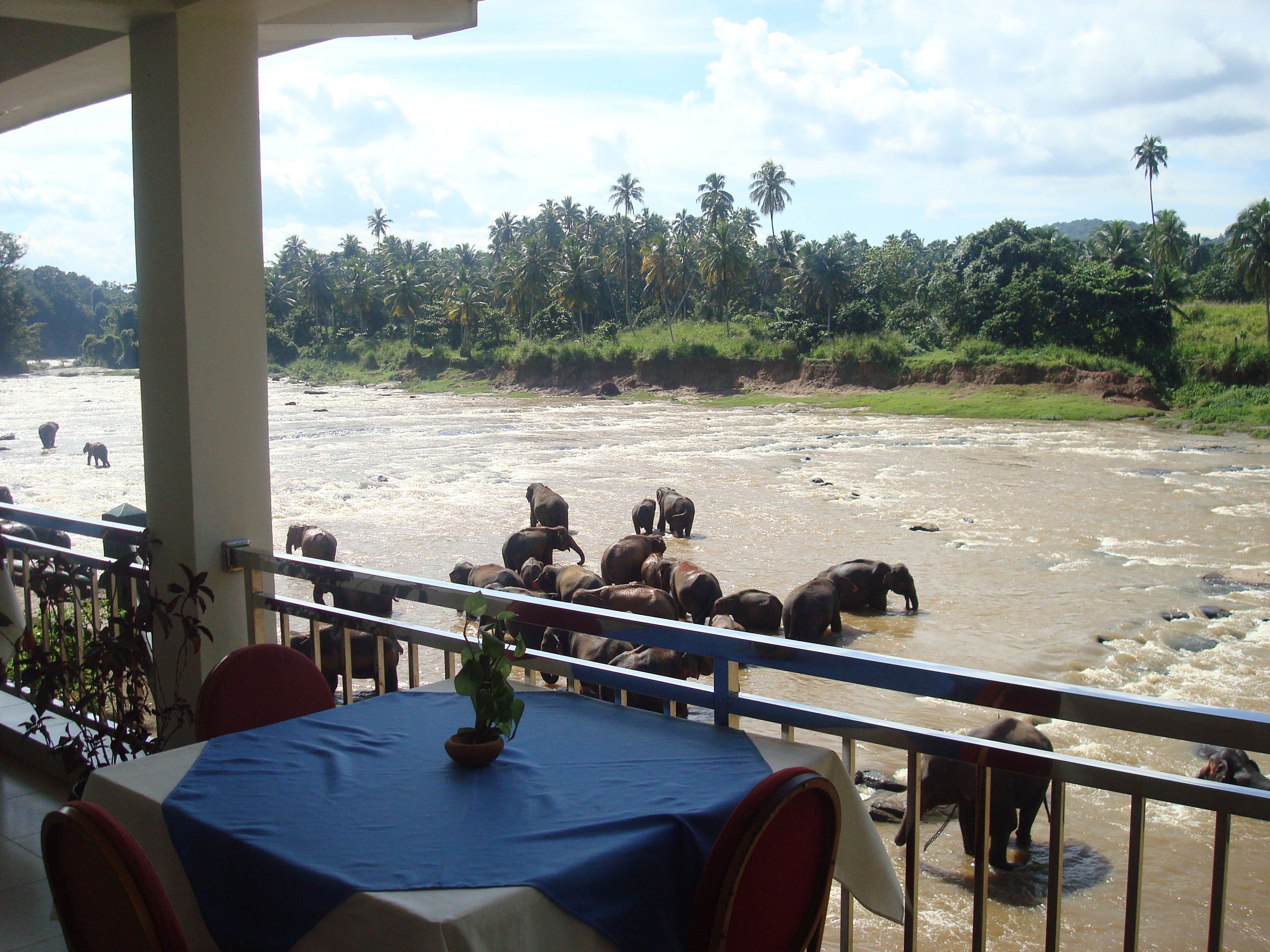View from Pinnalanda hotel in Sri Lanka of elephants bathing in the river