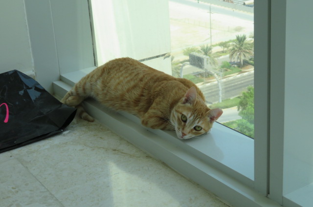 Holly, the cat that inspired the character of Hazel, resting by the window