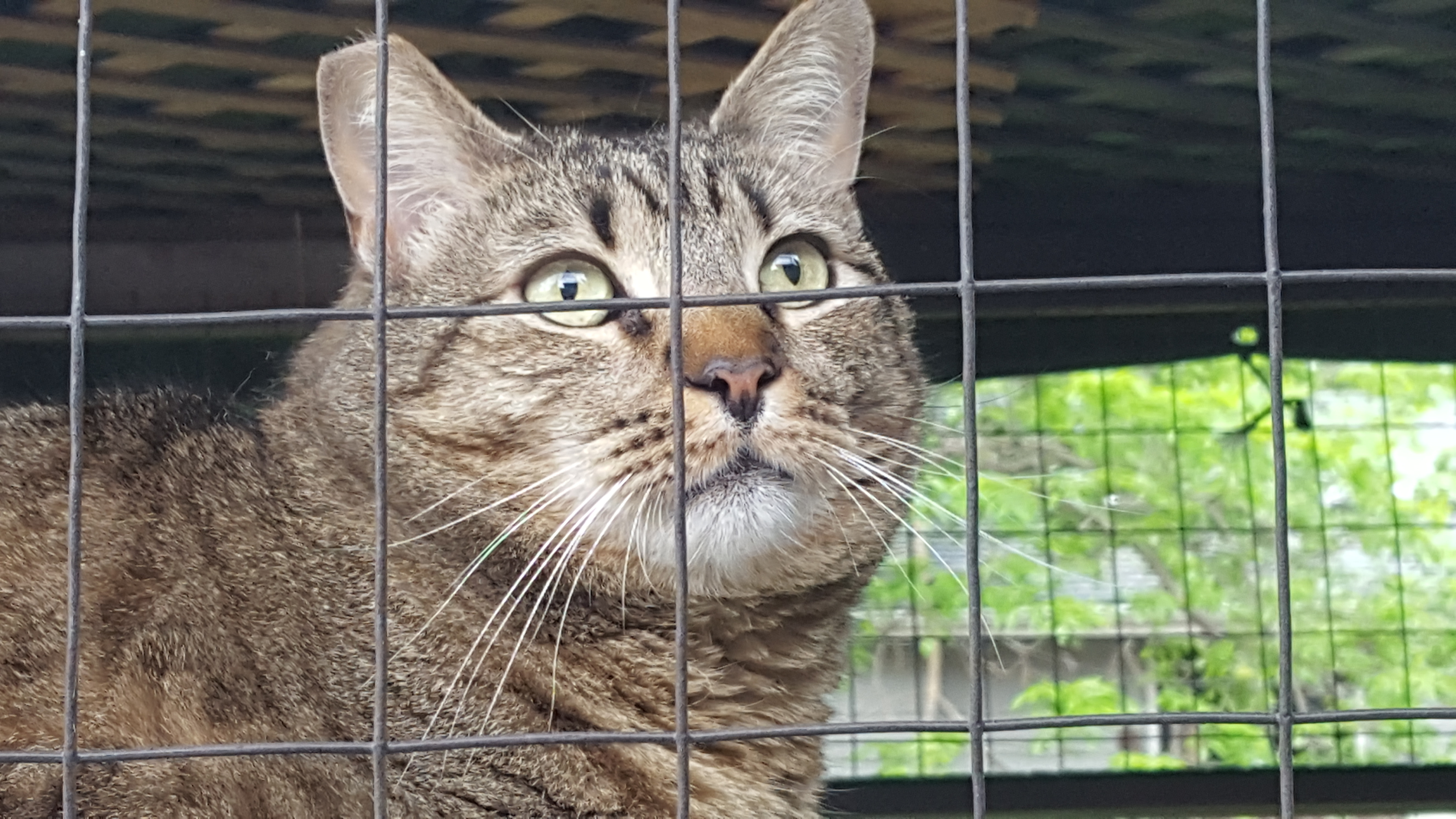 A close up of a cat's face, a brown-tabby striped cat with yellow eyes