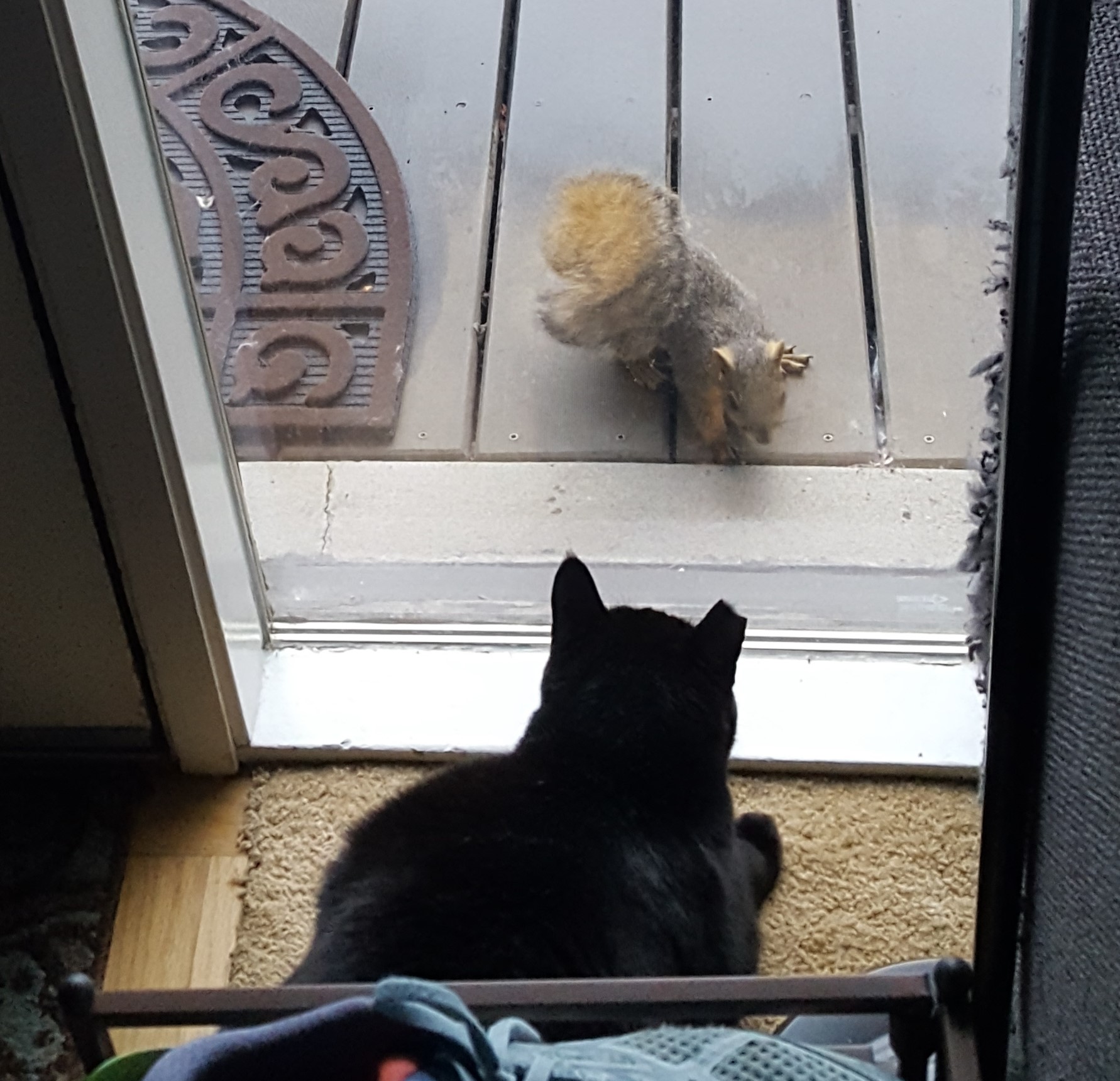 A black cat looking at a window at a squirrel, who's looking back at her