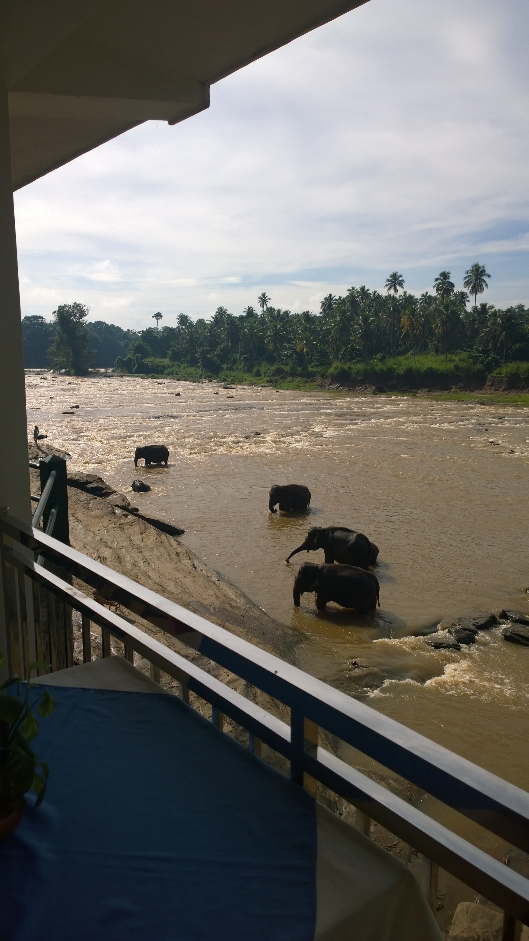 Elephants in the river