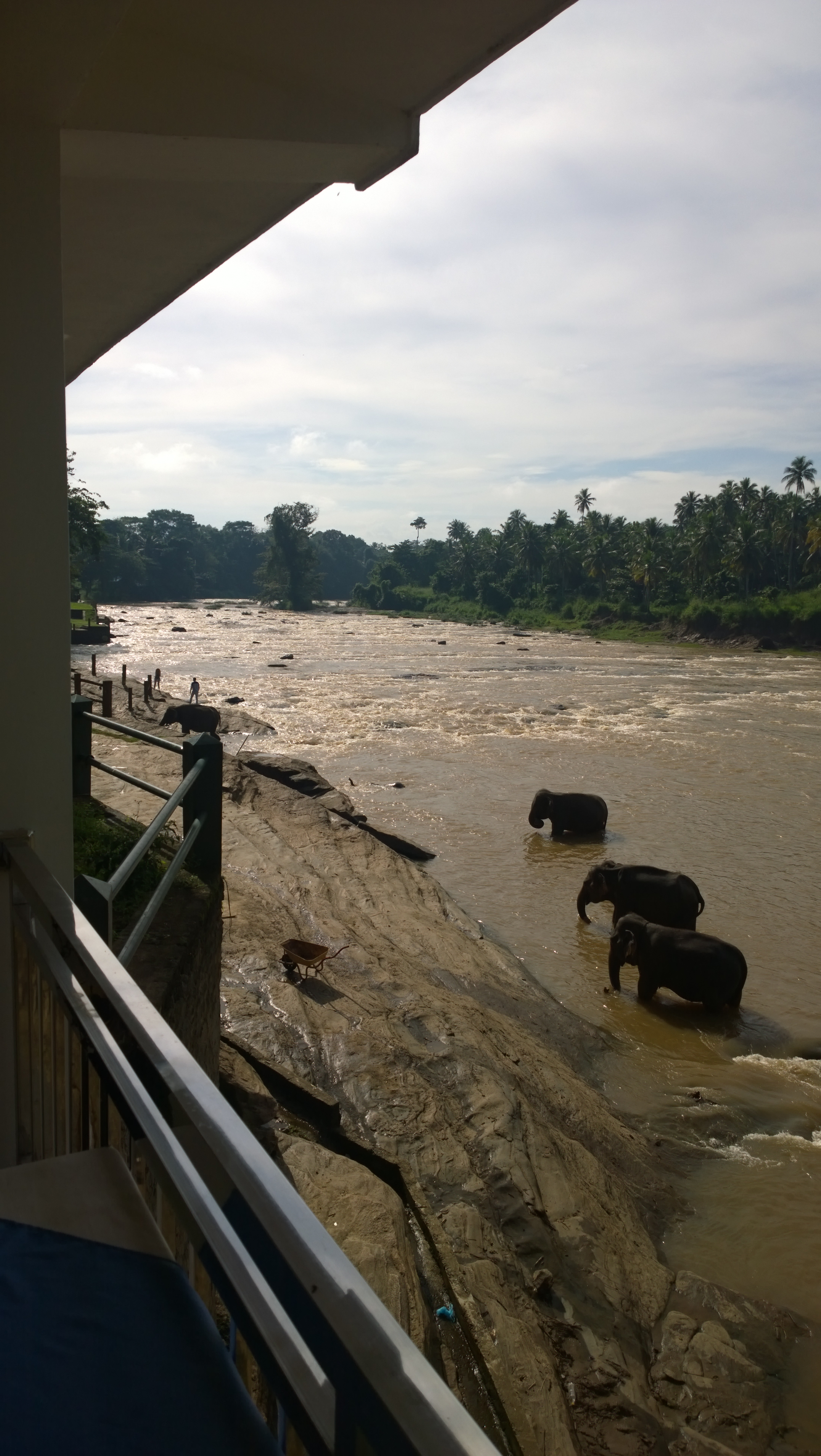 Elephants in the river