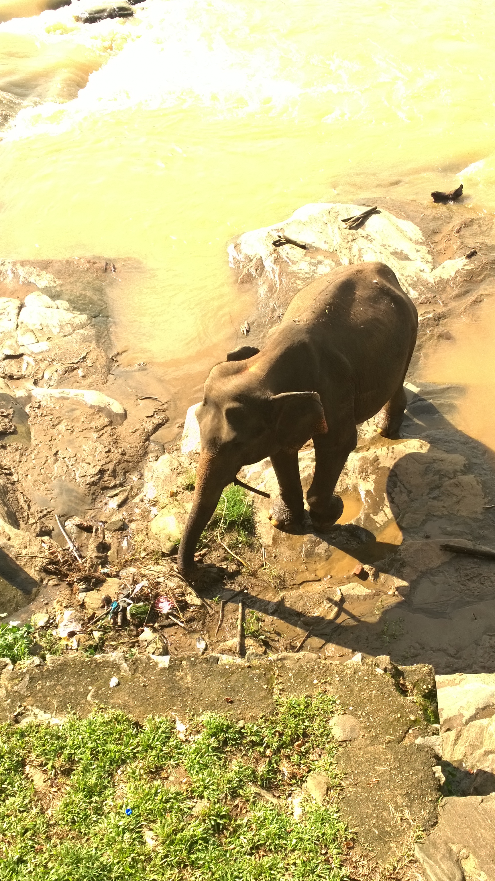 Elephant playing with a stick