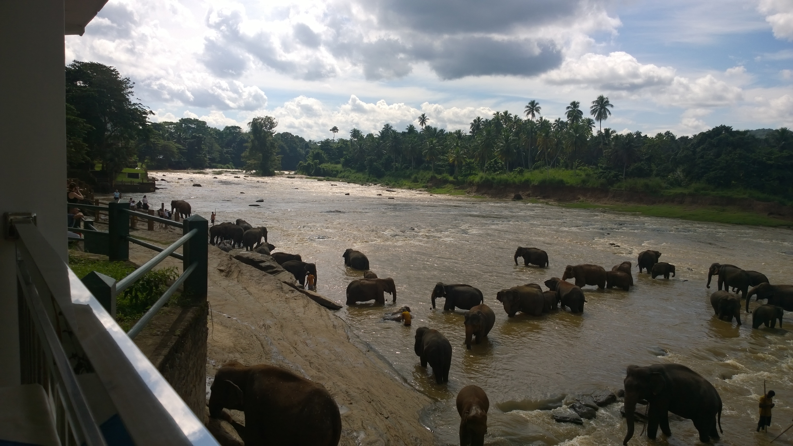 Elephants in the river