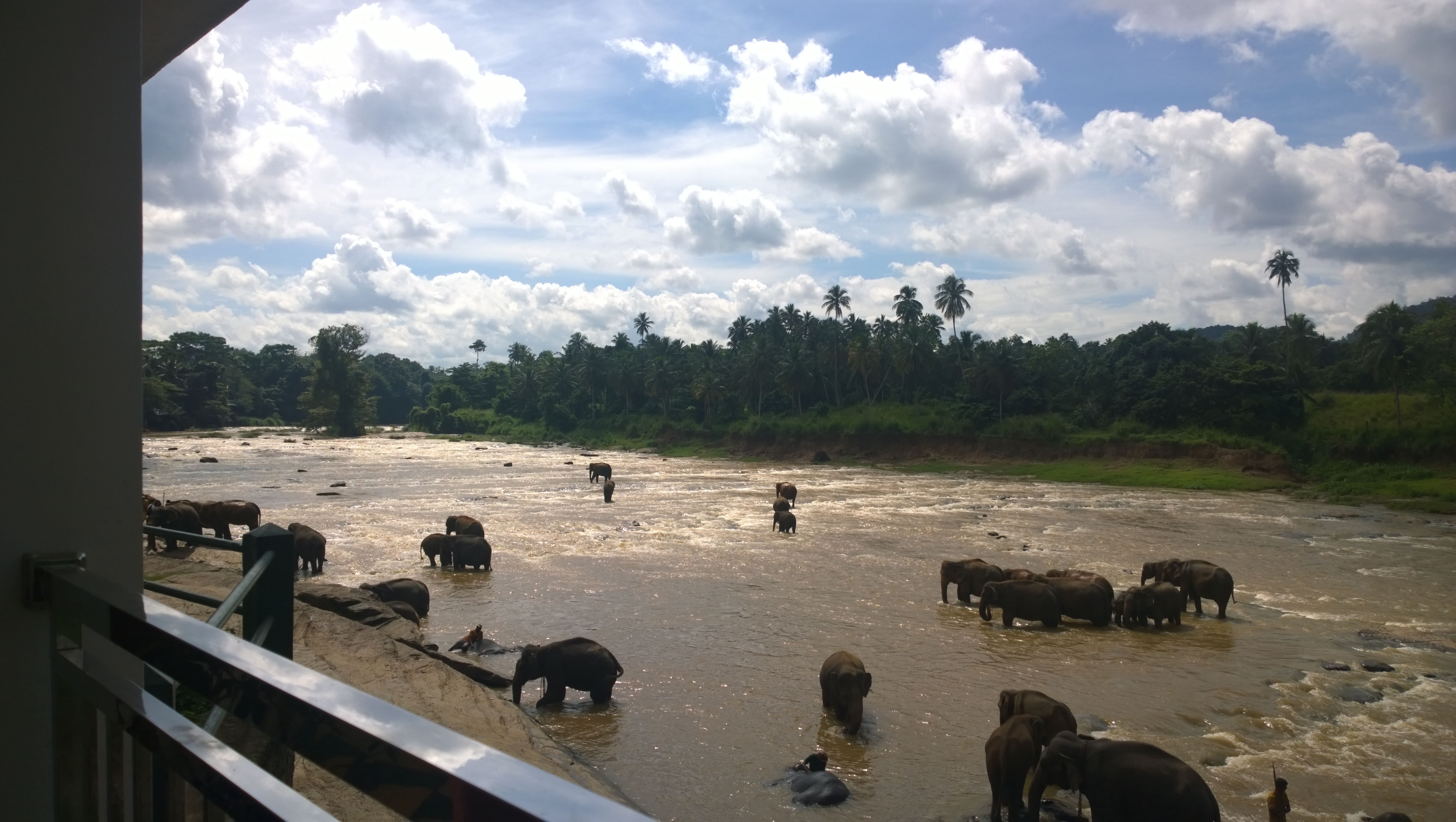 Elephants in the river