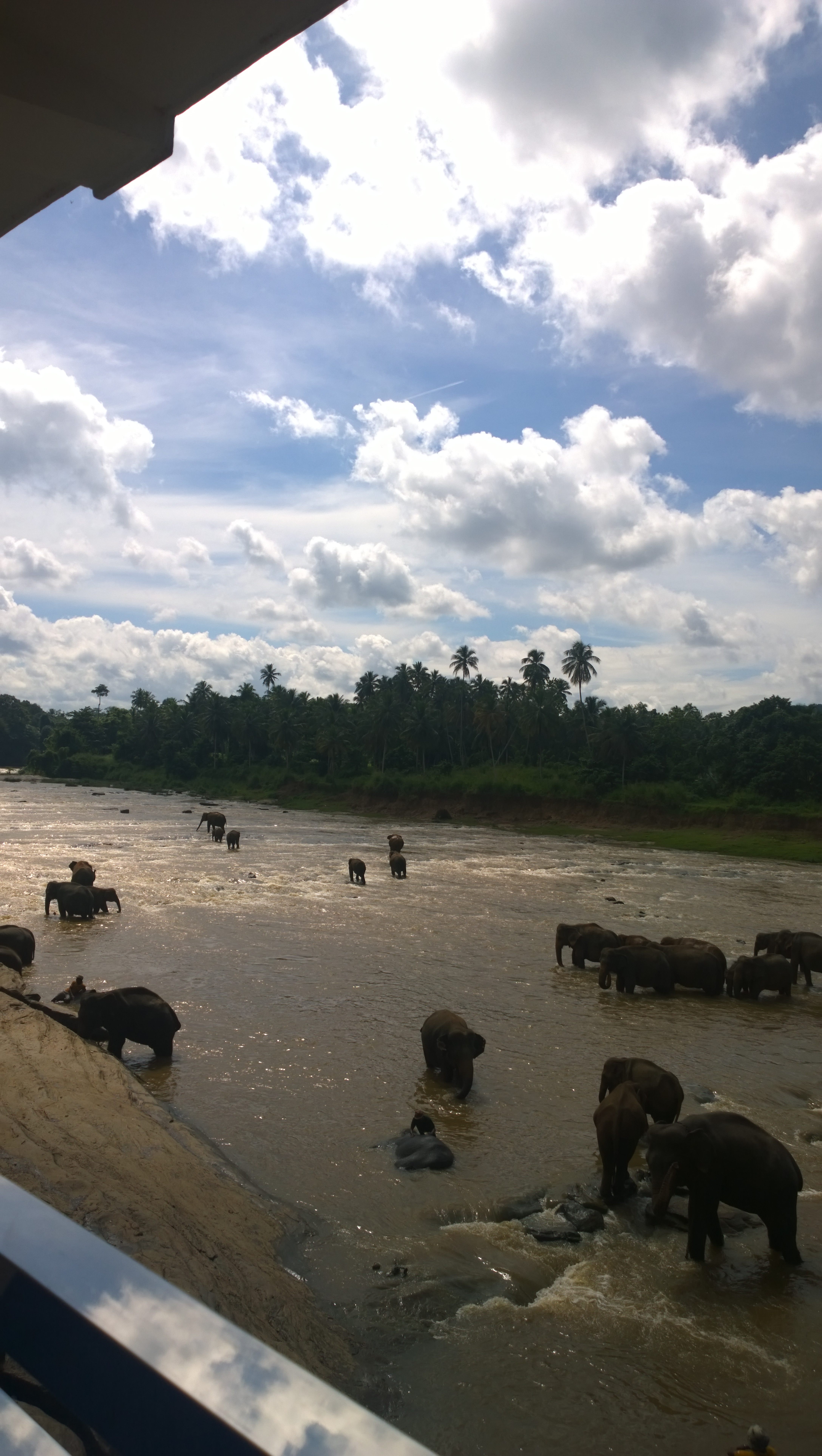 Elephants in the river