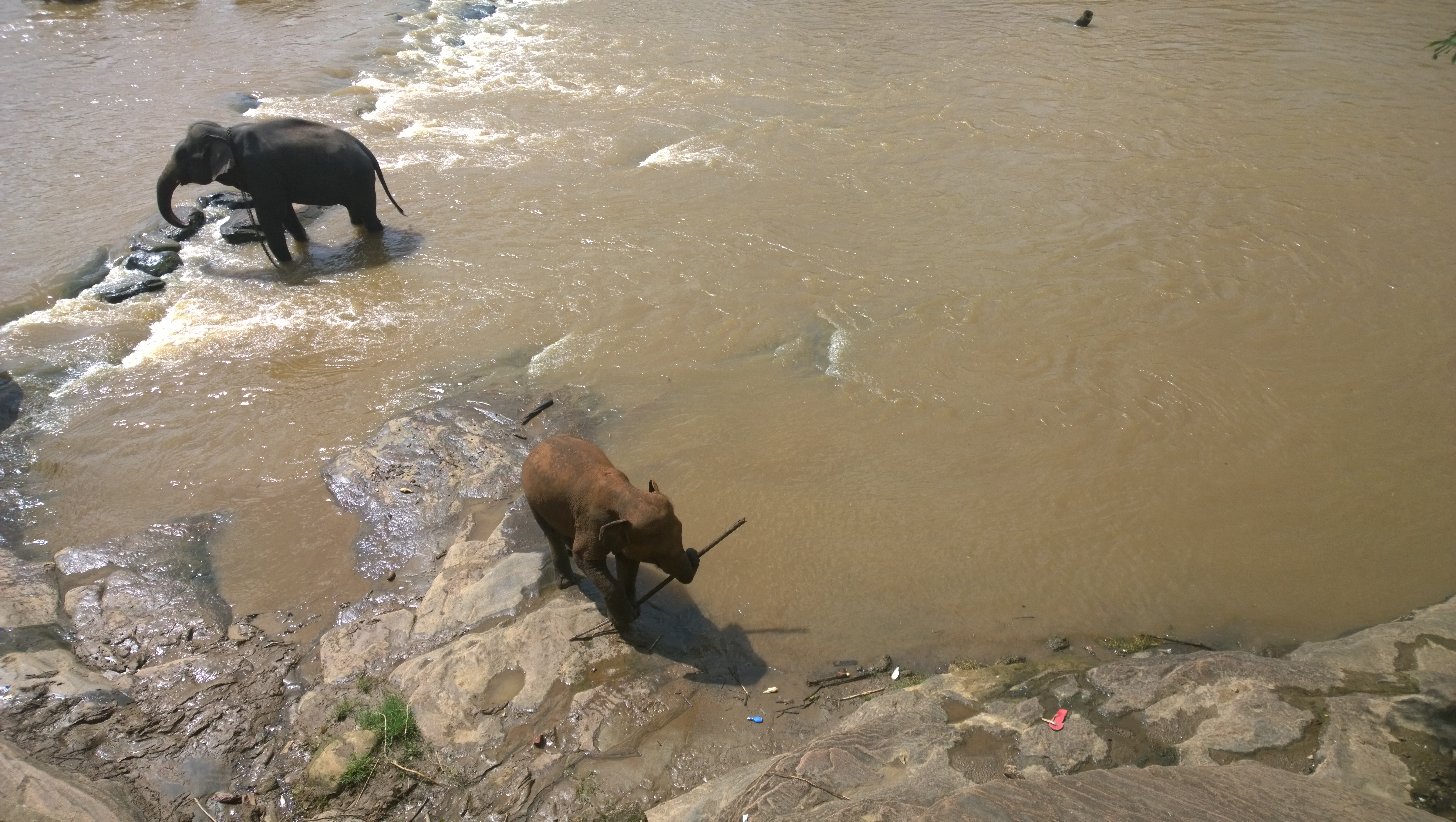 Elephant carrying a stick