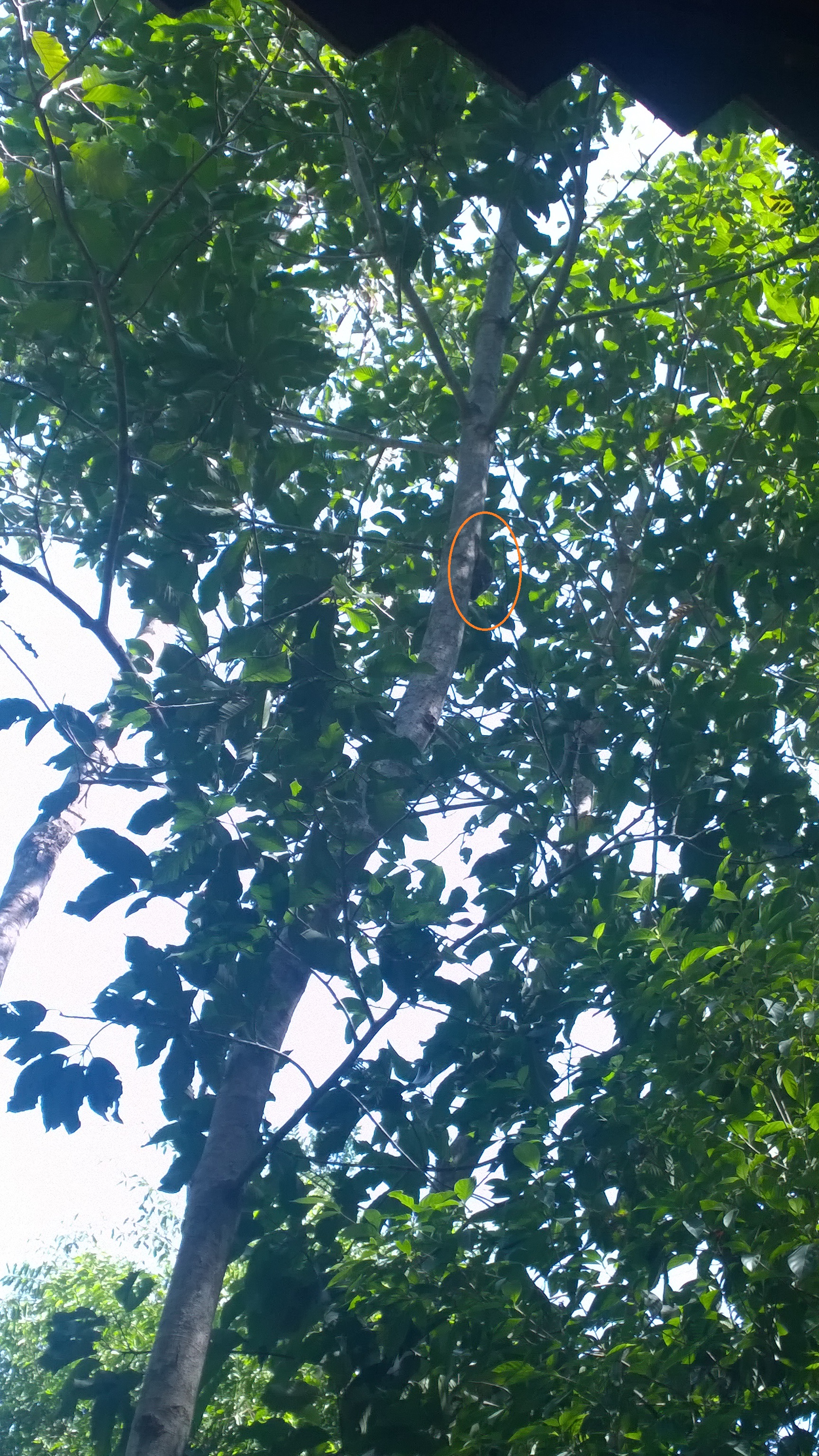 A flying lemur, native animal to the Langkawi forests, sleeping on the side of a tree during daytime