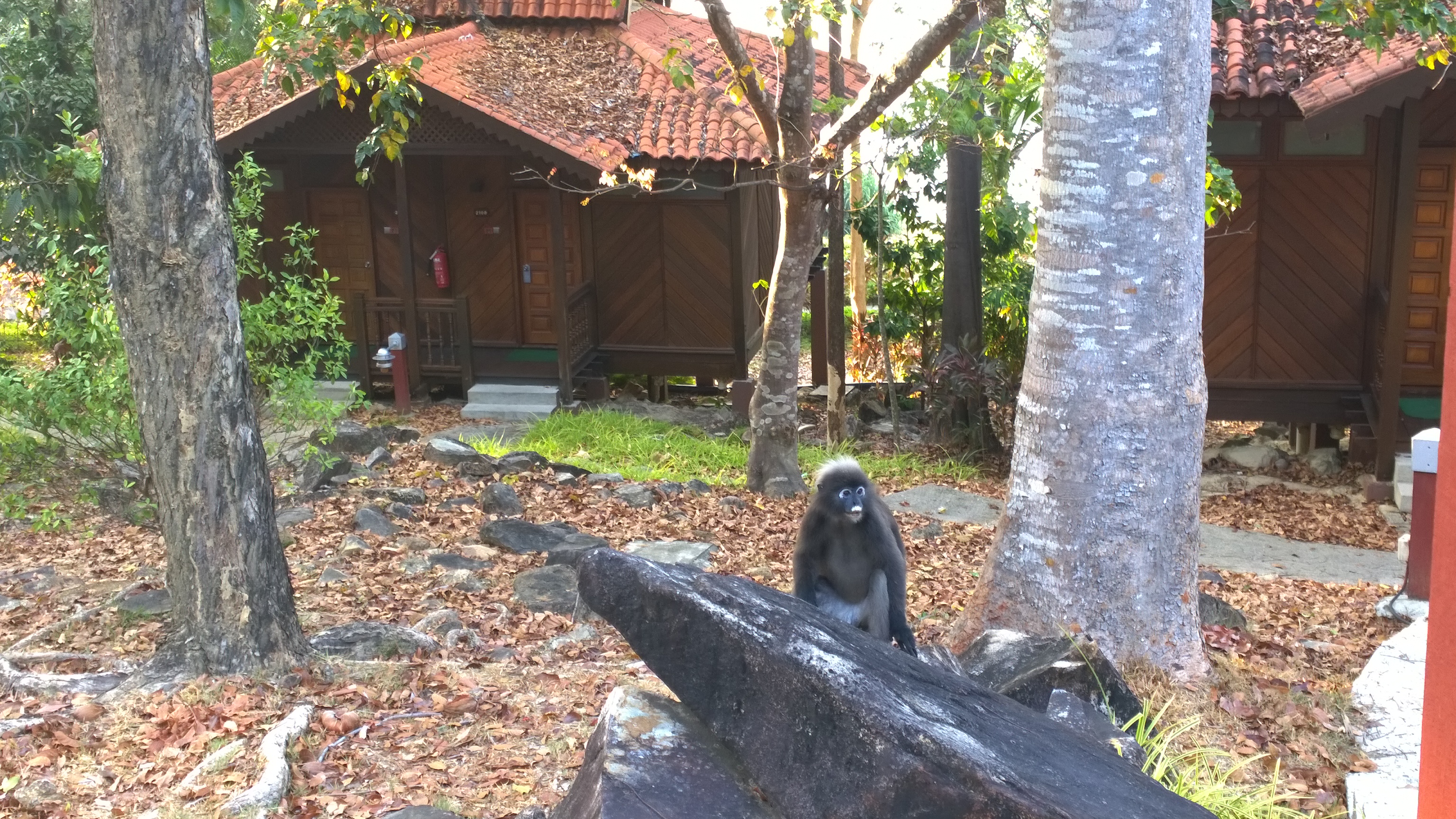 Spectacled langur in Langkawi, Malaysia