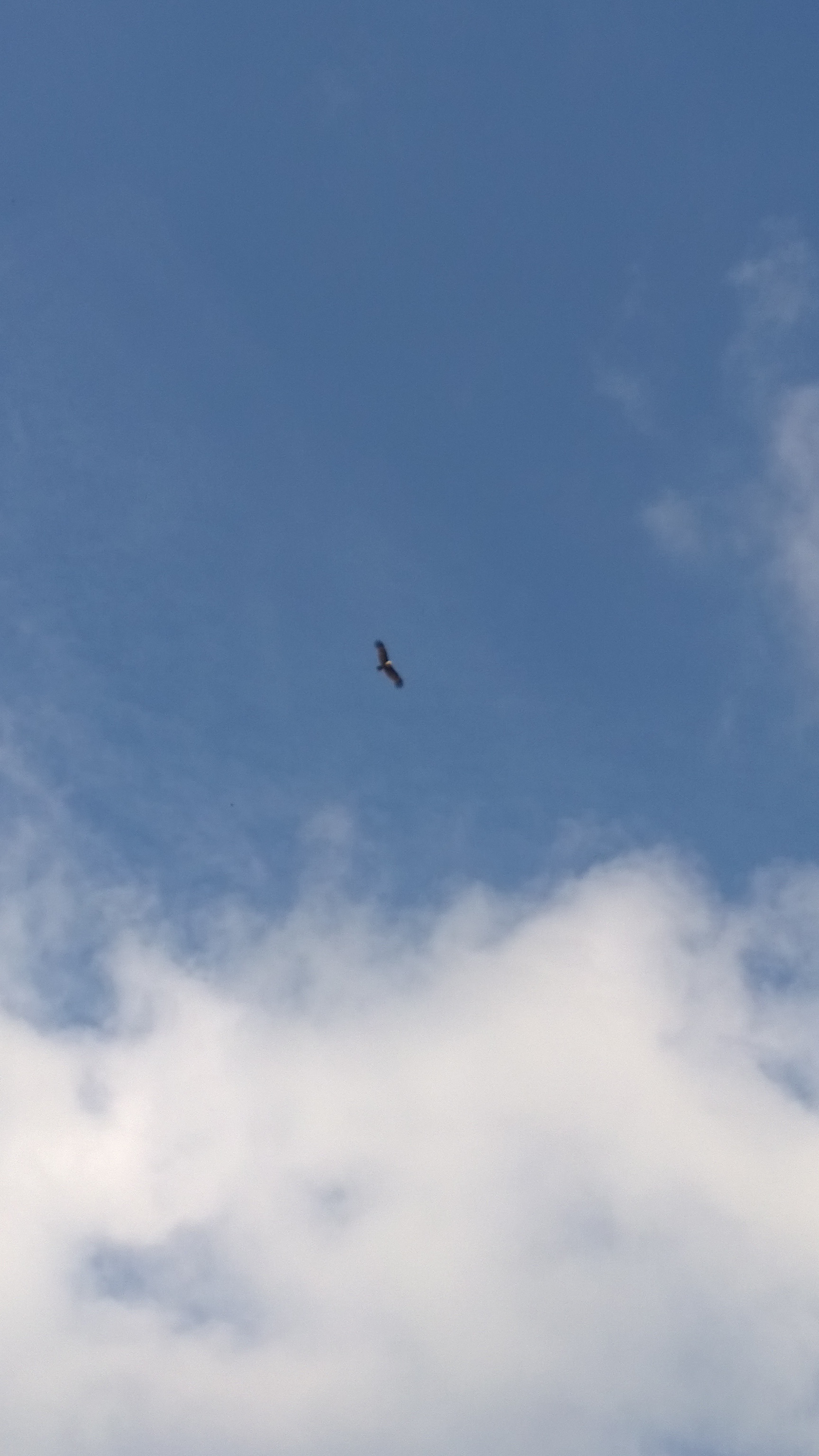 Brahminy kite soaring over Oriental village- this bird is an important cultural symbol in Langkawi