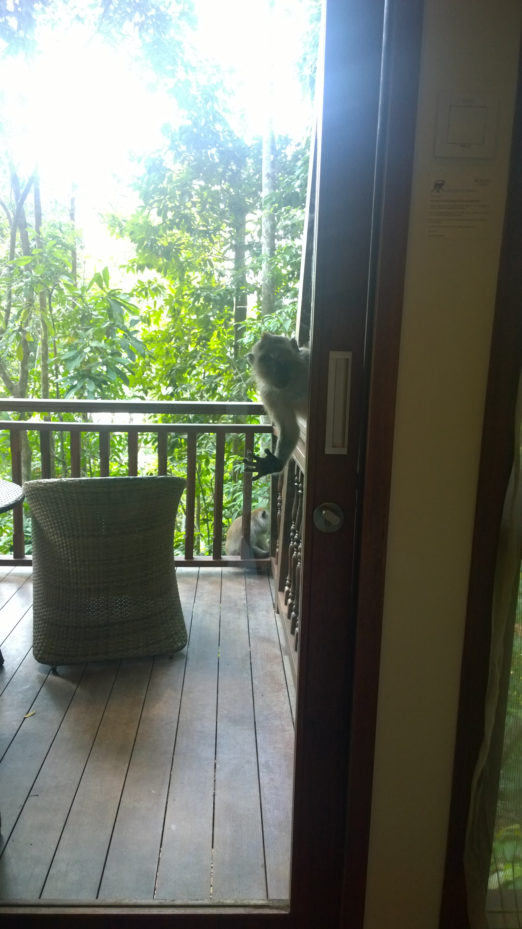 Another macaque stopping by my balcony, peering into my hotel room window