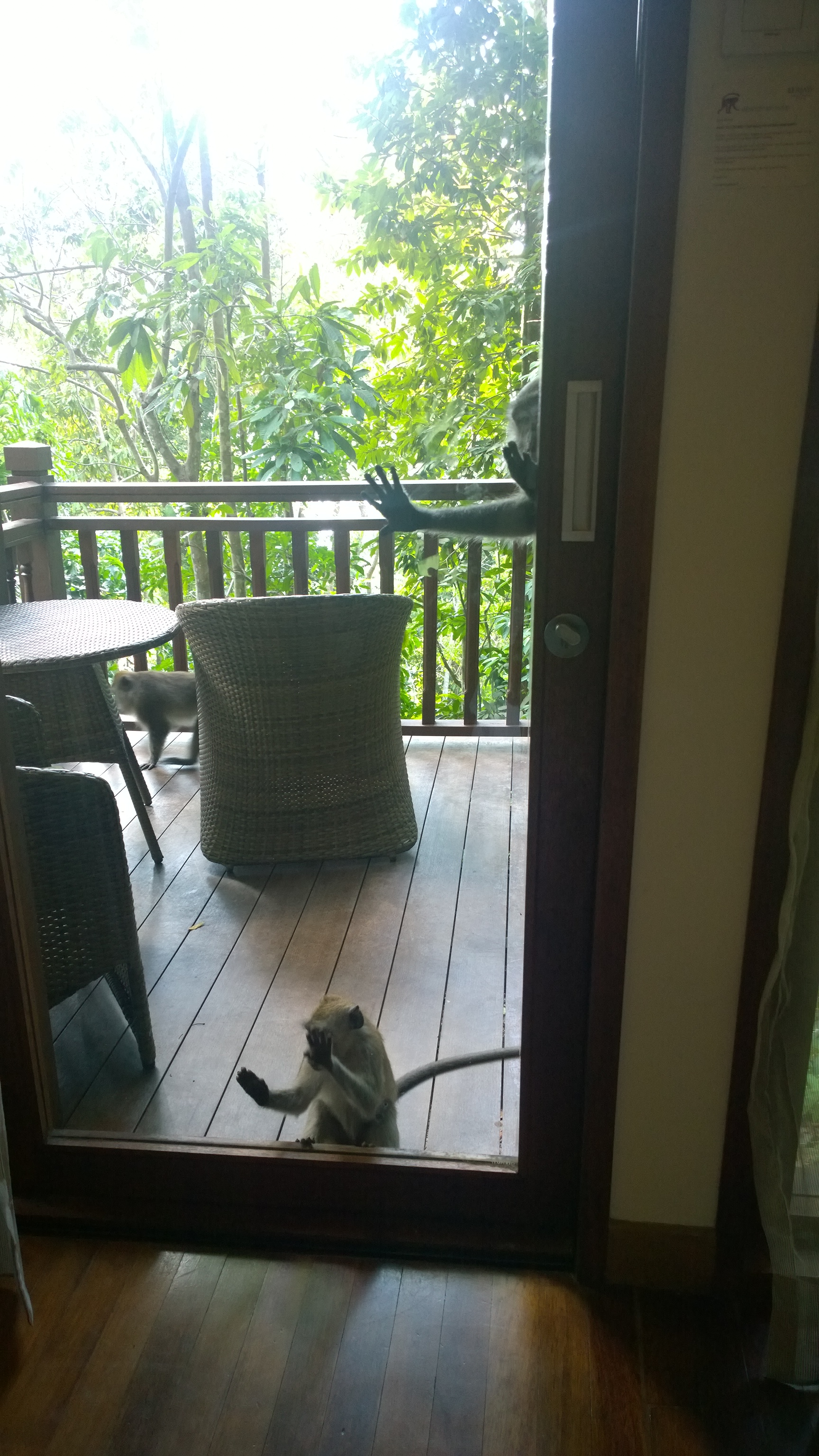 Two macaques on my hotel room balcony with their palms on the glass door trying to slide it open. Mischievous animals looking for food and things to play with.
