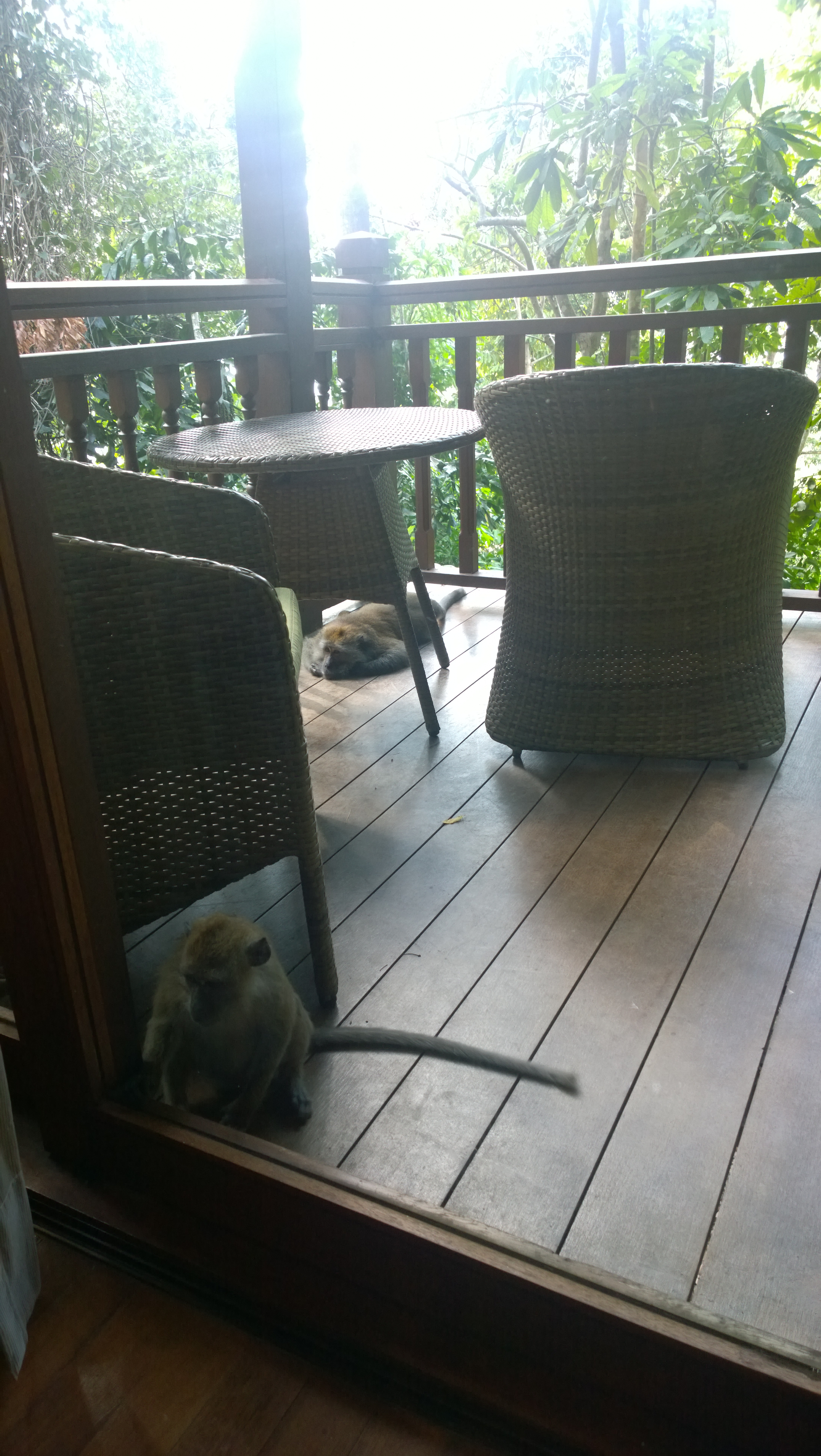 Macaques hanging out on my hotel room balcony