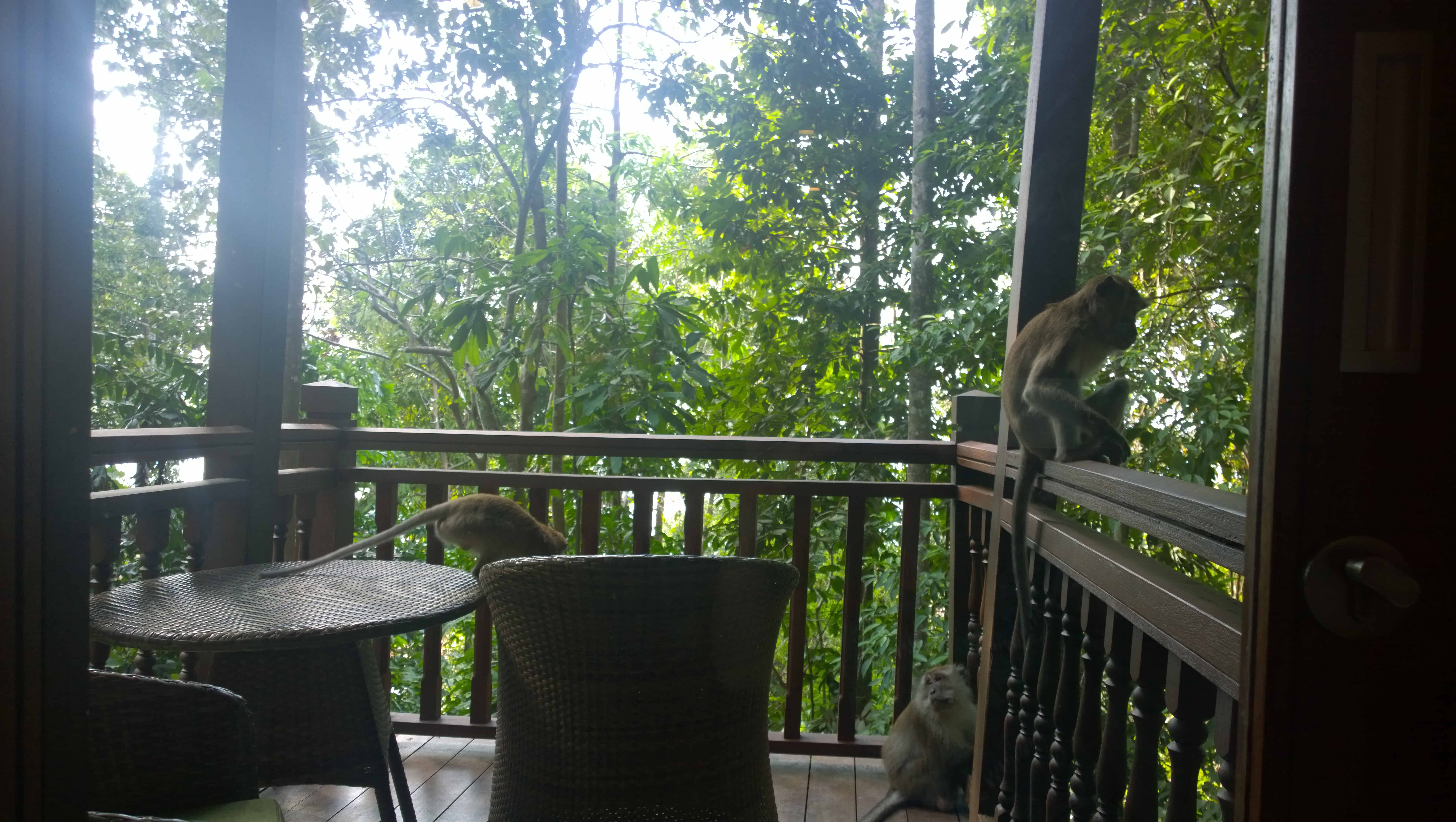 Macaques, one of many types of animals I spotted from my hotel room windows in Langkawi, Malaysia