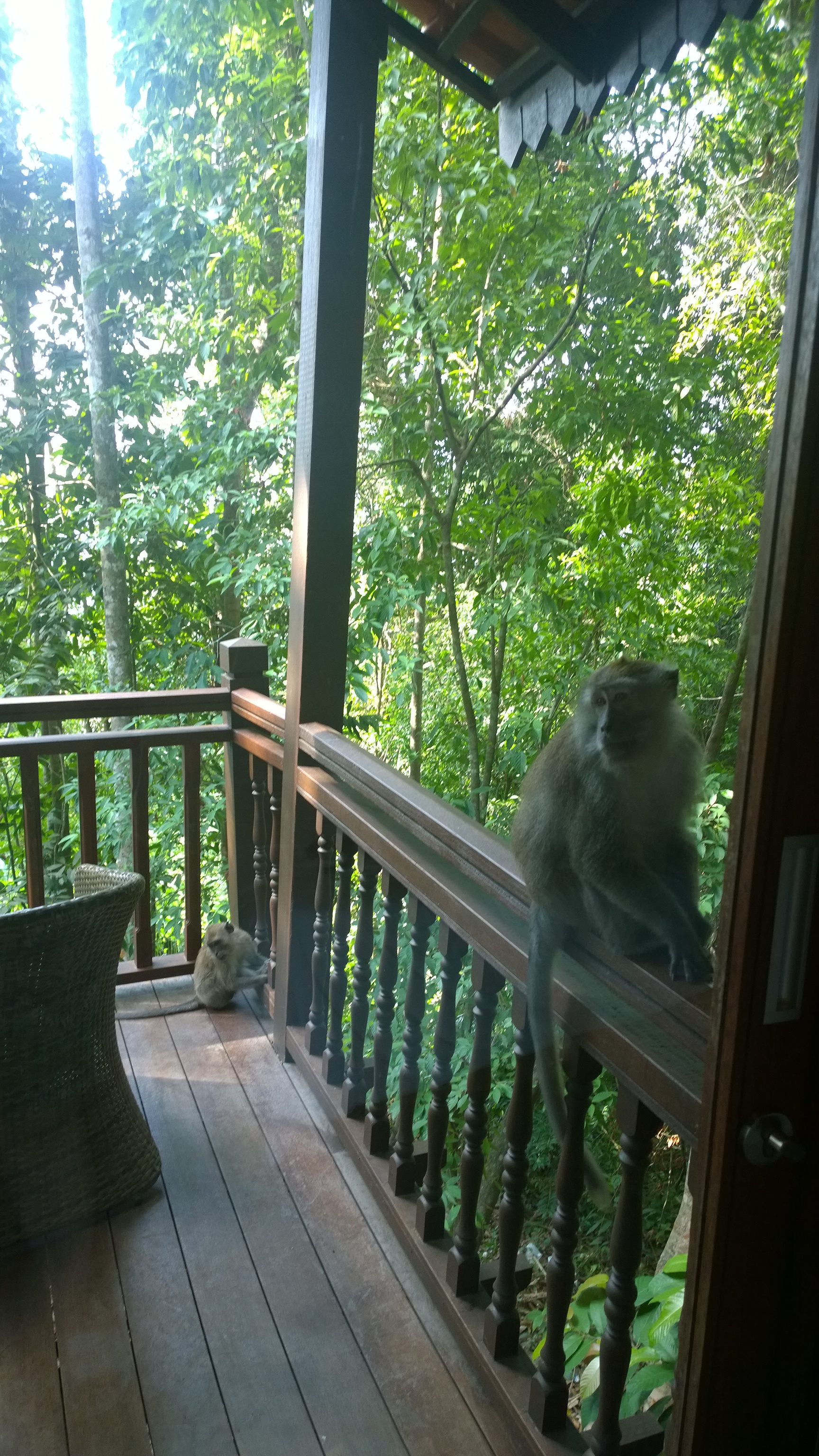 Macaque hanging out on my balcony